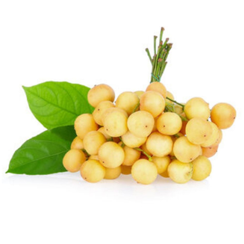 Burmese Grape Lotkon